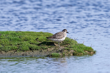 Pluvier argenté - Pluvialis squatarola