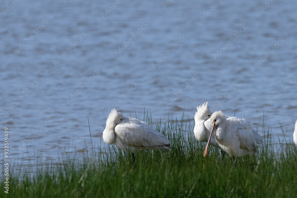 Poster spatule blanche - platalea leucorodia - échassiers - threskiornithidae