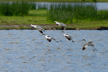 Avocette élégante - Recurvirostra avosetta - Recurvirostridae - Recurvirostra - Limicole