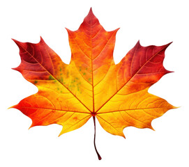 Fototapeta premium PNG Autumn maple leaf plant tree.