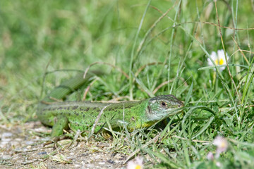 Lézard vert - Lacerta bilineata - sauriens -Lacertidae occidental - Lézard à deux bandes -...