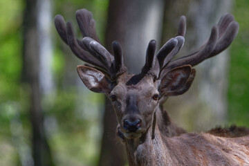 cerf - cervus elaphus
