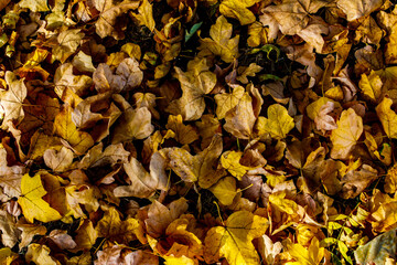 Colourful leaves