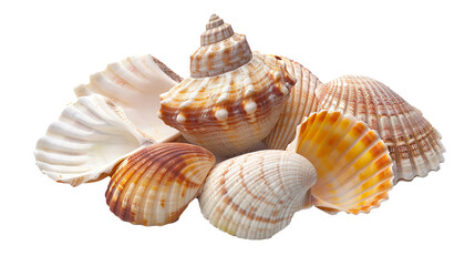Seashells isolated on transparent background, PNG