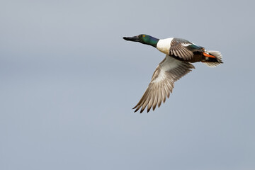 Obraz premium Canard souchet - Spatula clypeata 