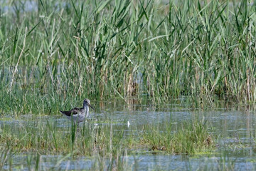 Chevalier aboyeur - Tringa nebularia 
