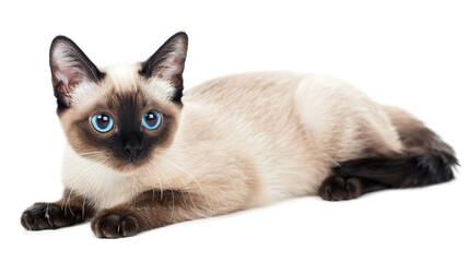 Siamese kitten Fold body shot isolated on transparent background, PNG