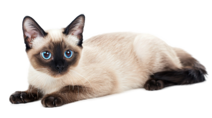 Siamese kitten Fold body shot isolated on transparent background, PNG