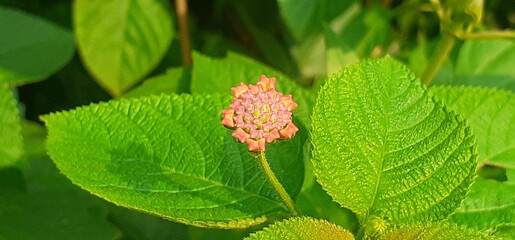 Pink West Indian Lantana Flower Buds on Green Leaves Background