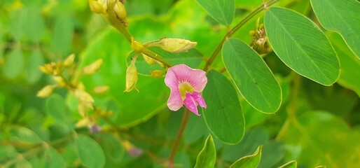 Tephrosia Purpurea Flowers on Green Leaves Background © B R DIGITAL