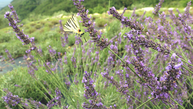 Lavender field with a butterfly