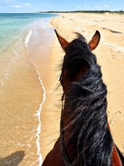 horse sea