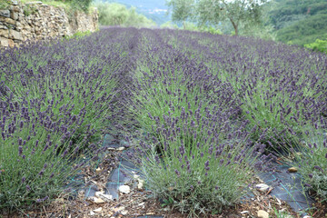 Fototapeta premium Lavender field