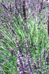 Obraz premium Lavender field