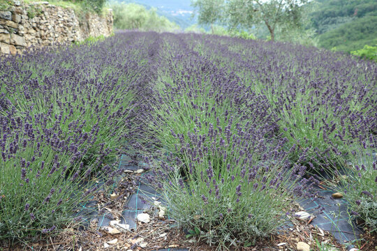 Lavender field