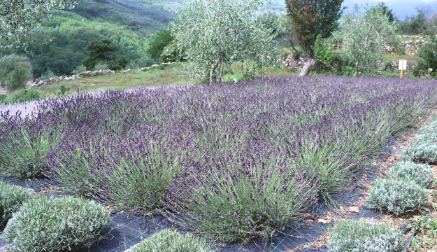 Lavender field
