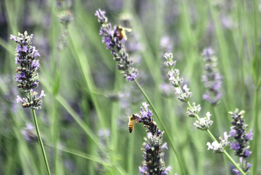 Lavender field