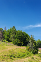 forested hills and grassy meadows in mountains. countryside landscape on a sunny summer day. trail path through slope