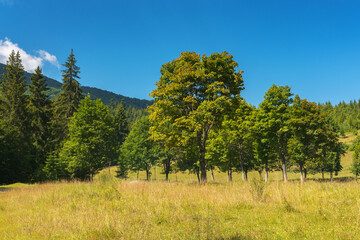 forested hills and grassy meadows in mountains. countryside landscape on a sunny summer day. grassy pasture among woods