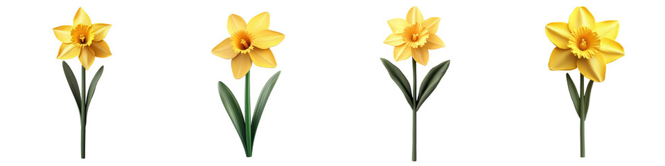 A vibrant display of yellow daffodils, symbolizing spring and renewal. Perfect for nature-themed projects or floral arrangements. isolated on a transparent background