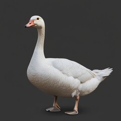 Obraz premium Goose, mid quack, isolated on grey background, ideal for compositing
