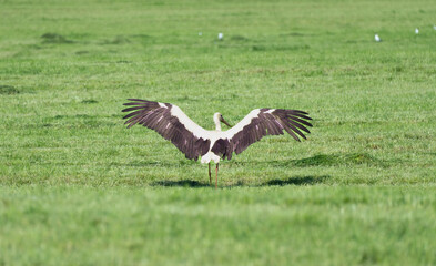  stork preparing to take off from green field
