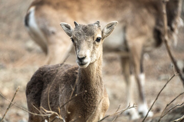 Animal portrait of wild Cyprus mouflon in natural habitat. Troodos mountains, Cyprus