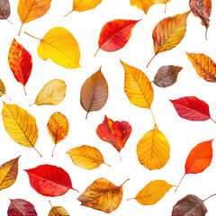 Fototapeta premium 'Autumn leaves on white background', cut out - stock png.