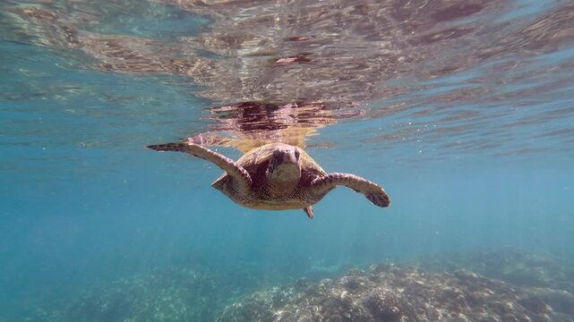 Green sea turtle above coral reef in tropical ocean. Close up of turtle slowly swimming