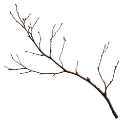 Dry branch with small twigs in natural setting, cut out - stock png.
