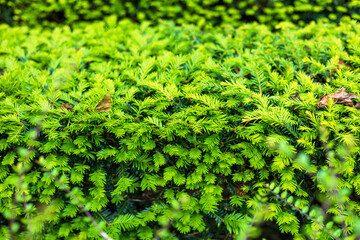 Close-Up of Lush Green Foliage in Garden