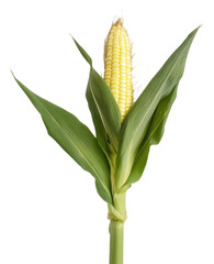 Fresh corn on the cob with green leaves, cut out - stock png.