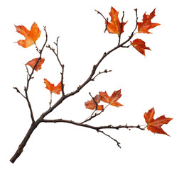 Fototapeta premium Vibrant orange leaves in autumn, cut out - stock png.