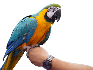 Fototapeta premium blue and yellow color parrot on the white background with man hand