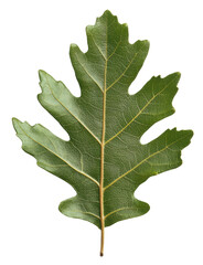 Fototapeta premium Green oak leaf isolated on white background, cut out - stock png.