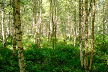 Wald voller Birken im Sommer