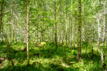 Natürlicher grüner Wald mit Birken