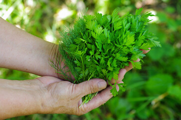 Freshly picked farm parsley and dill in the hands. Selective focus.