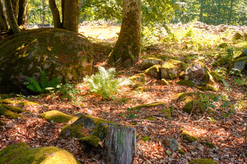 Sonniger Waldboden
