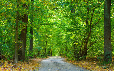Path in green summer forest