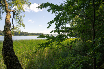 Wald mit Blick auf den See. Himmel mit Wolken