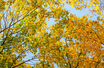 Yellow leaves on a twig in autumn