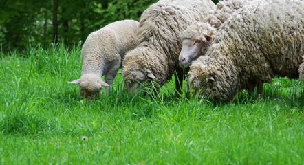 Fototapeta premium Close up of sheep in field