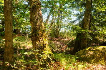 Stark vermooster Baum