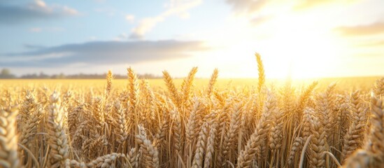 Golden Wheat Field at Sunset
