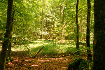 Sonnengeflutete ruhige Waldlandschaft