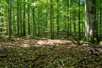 Schatten und Sonne im grünen Buchenwald