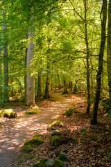 Sonnenschein lässt Wald hell erleuchten