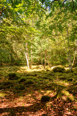 Wald mit vermoosten Steinen. Wälder in Schweden