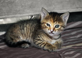 Very beautiful gray domestic kitten